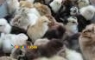 فروش جوجه مرغ بومی اصلاح نژاد شده شرکت زرین توتک: