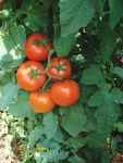 بذر گوجه کاردلن KARDELEN