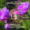 گلاب rose water