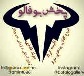 پخش بوفالو