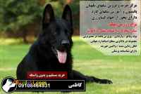 فروش انواع سگ نگهبان و سگ پلیس 09108464931