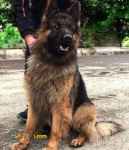 ژرمن شولاین