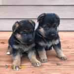 توله ژرمن شولاین خالص