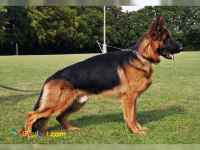 ژرمن شولاین سگ نگهبان المانی