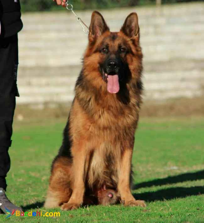 فروش سگ ژرمن شپرد دارای رنک 3 ایران