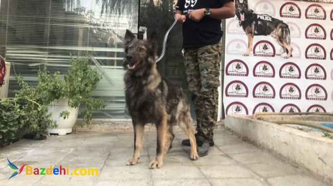 فروش سگ ژرمن ورک سیبل