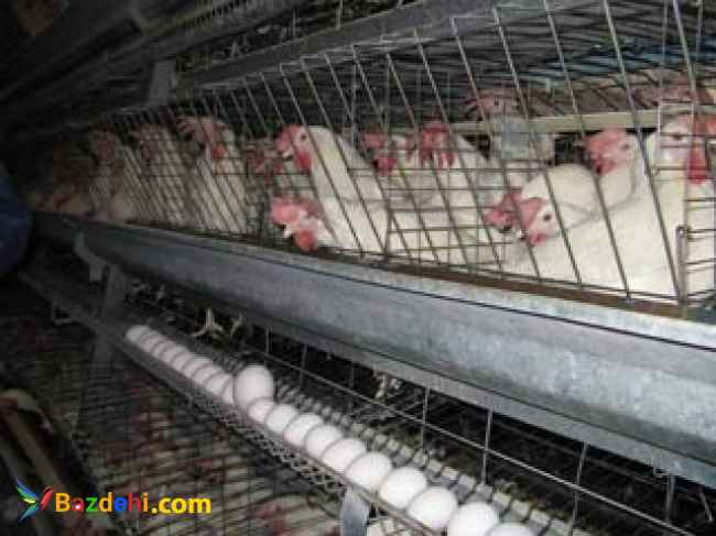 فروش قفس مرغ تخمگذار