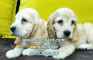 فروش توله کوکر اسپانیل، فروش سگ کوکر 
