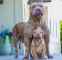 فروش سگ پیتبول نر بالغ