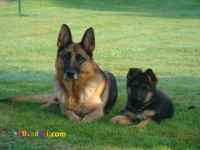 فروش توله های ژرمن با کیفیت و اصیل 