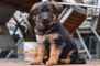  فروش توله سگ ژرمن _ توله سگ ژرمن ورک لاین 