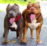  فروش سگ پیت بول - فروش ویژه توله پیت بول 