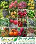  خرید نهال از نهالستان با قیمت فروش مناسب