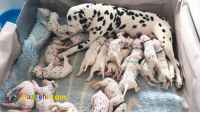 فروش توله دالمیشن 
