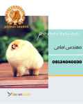 پامروارداتی