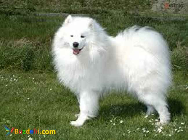 توله ساموید