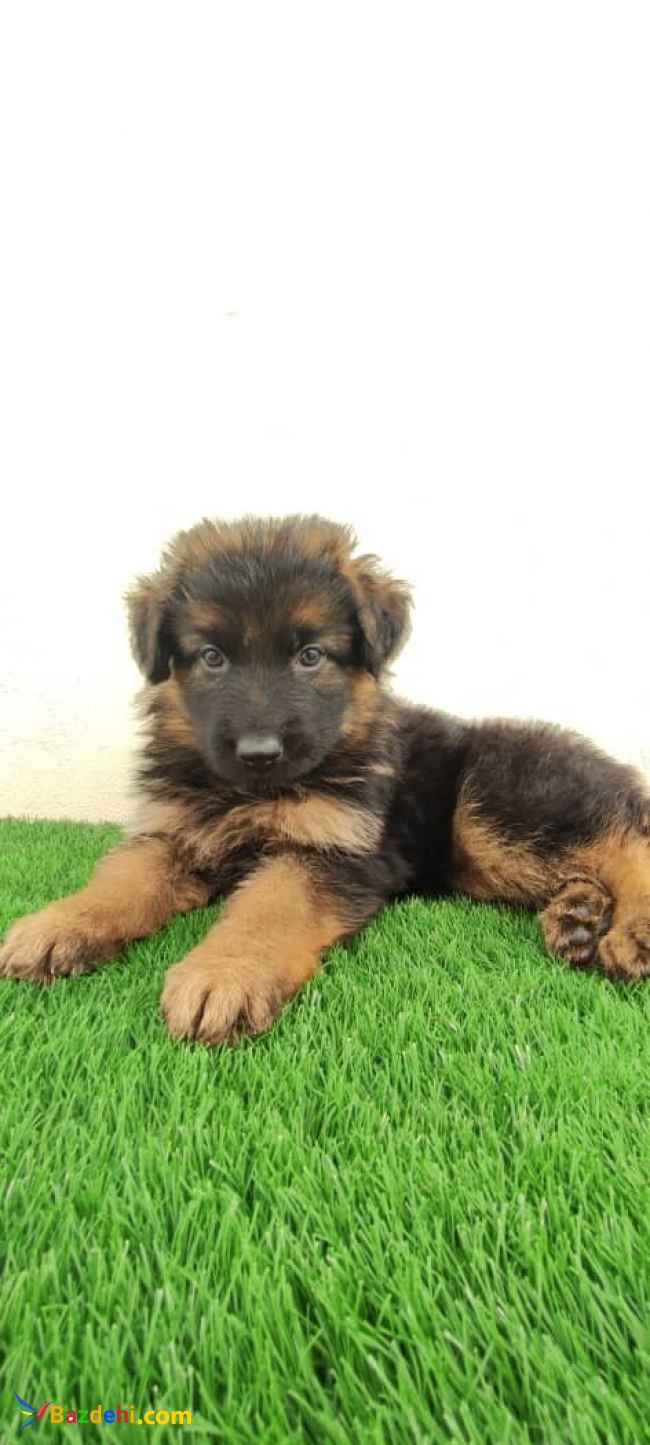 توله ژرمن شپرد کینگ