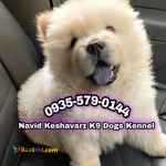 فروش چاوچاو مینی سفید پوزه کوتاه