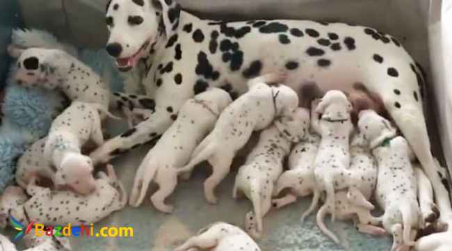 توله دالمیشن پرخال