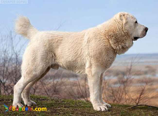 توله الابای روس وارداتی