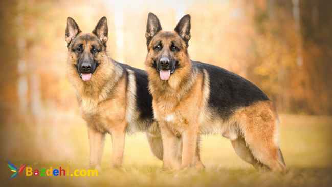 فروش سگ ژرمن شولاین ، فروش توله ژرمن شولاین