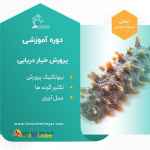 دوره آموزشی بیوتکنیک فرآوری خیار دریایی
