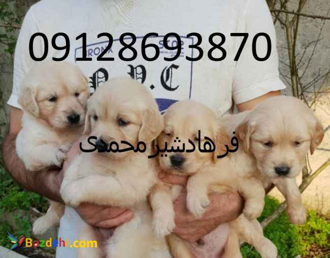 فروش سگ گلدن رتریور گلد درکرج وتهران