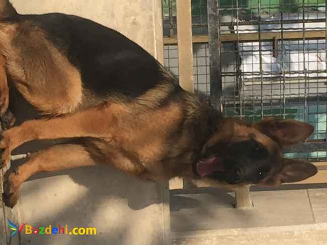 فروش سگ ژرمن شولاین موکوتاه درکرج وتهران