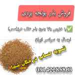 فروش بذر یونجه یزدی 