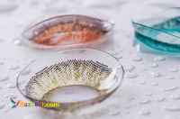 فروش انواع لنز رنگي و طبي رنگي