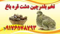 تخم نطفه دار بلدرچین