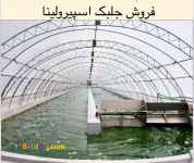 جلبک اسپیرولینا 